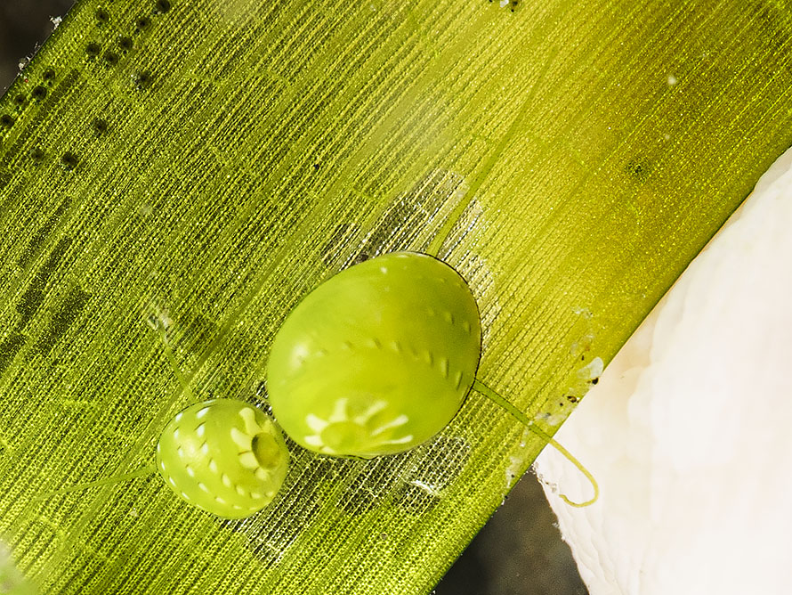 Smaragdia viridis